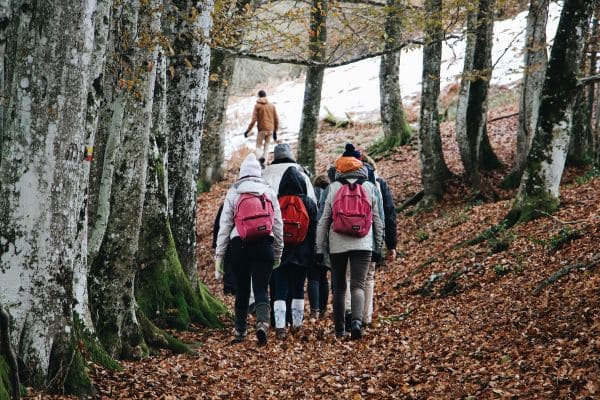 Forest Exploration